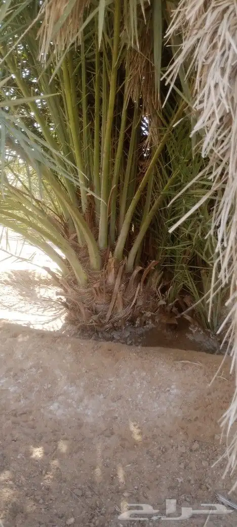 القوعيه 5