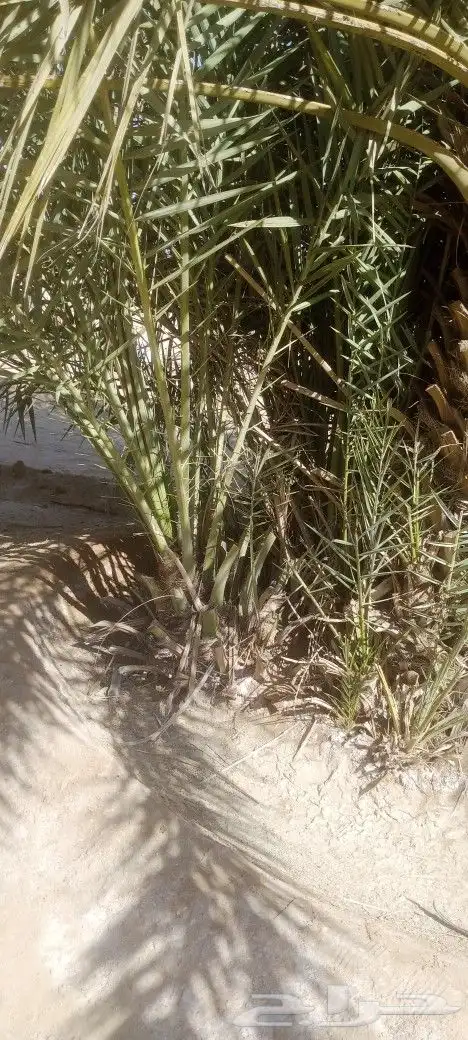 القوعيه 8