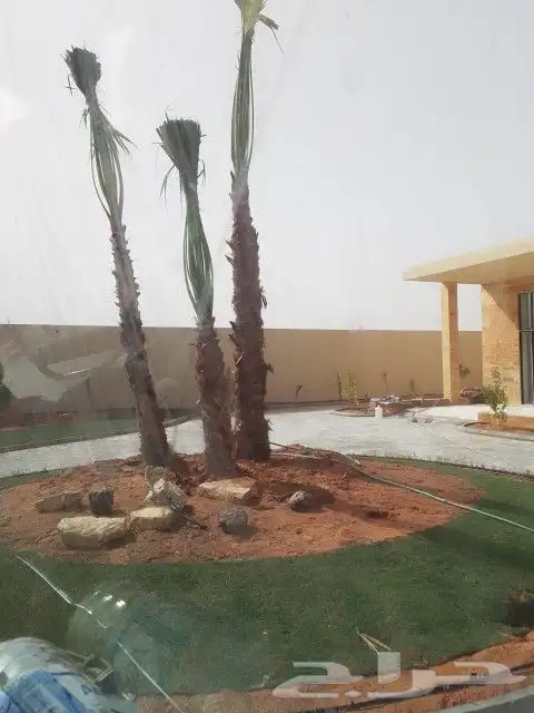 نخل عربي وواشنطني جميع المقاسات 6