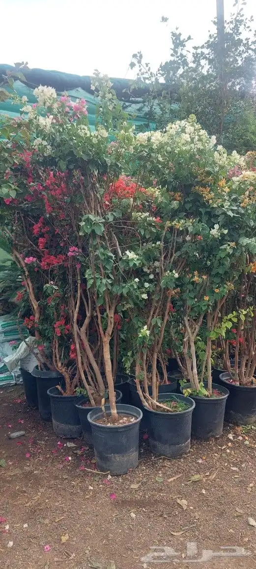 الشجار جهنميه وكرفس وياسمين جميع المشجار متوفره 3