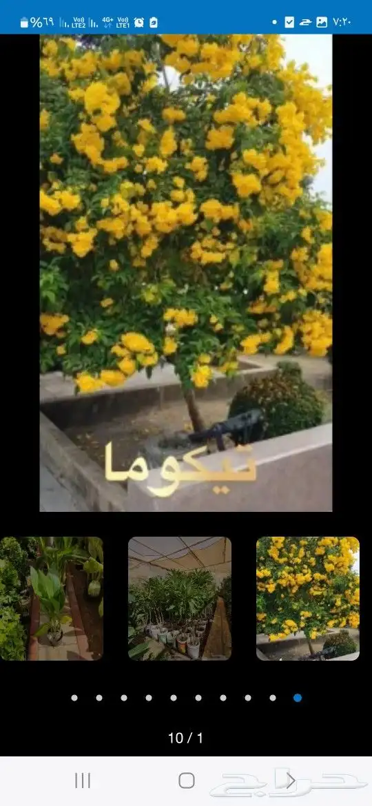 زراعة خضروات وتنسيق حدائق ونخيل وأشجار بأنواعها 0