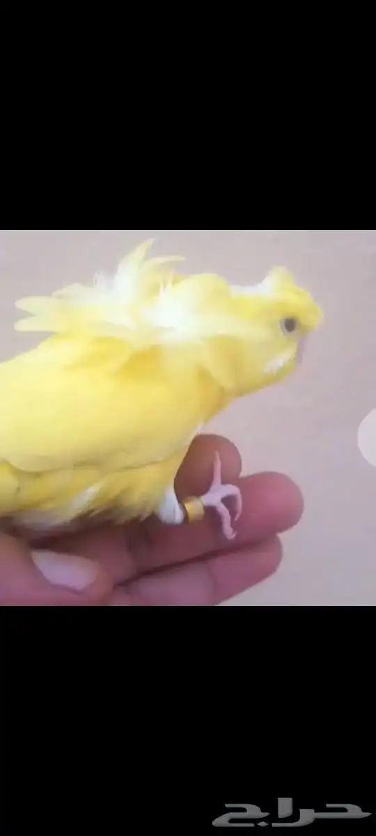 اجواز هوقو منتجه 0