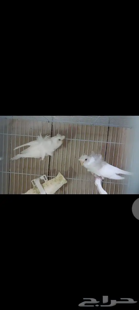 اجواز هوقو مع فروخها 0