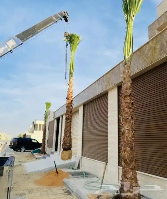 نخل عربي وواشنطونيا واشجار زيتون وسرو 0