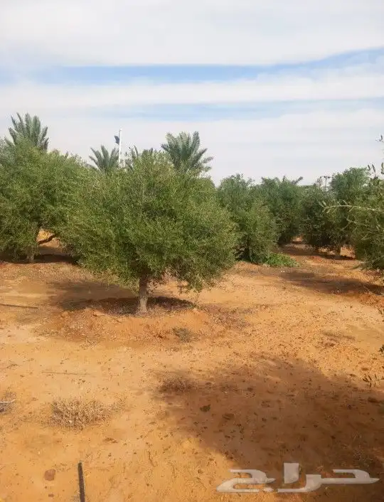 نخل عربي وواشنطونيا واشجار زيتون وسرو 13