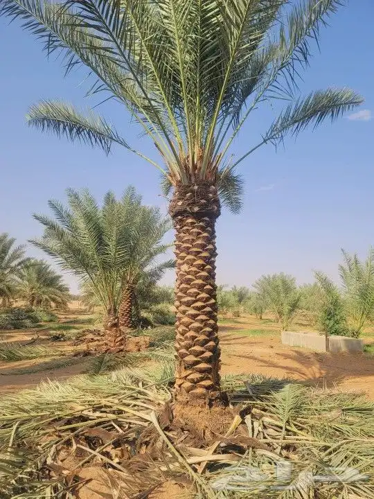 نخل عربي وواشنطونيا واشجار زيتون وسرو 10