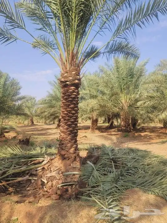 نخل عربي وواشنطونيا واشجار زيتون وسرو 12