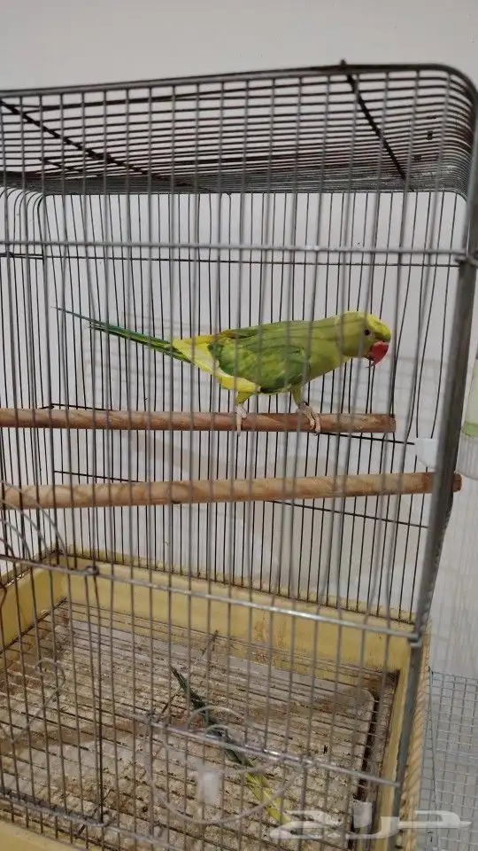 متوه أنثى 0