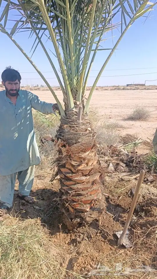نخل للبيع توريد وزراعه نخل مثمر 2