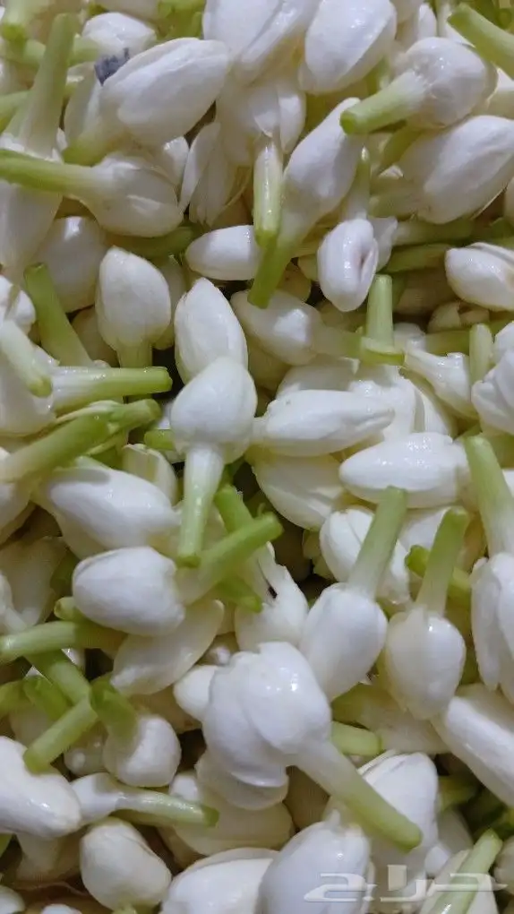 سالم للفل البلدي الجيزاني جده حي الصفا 6