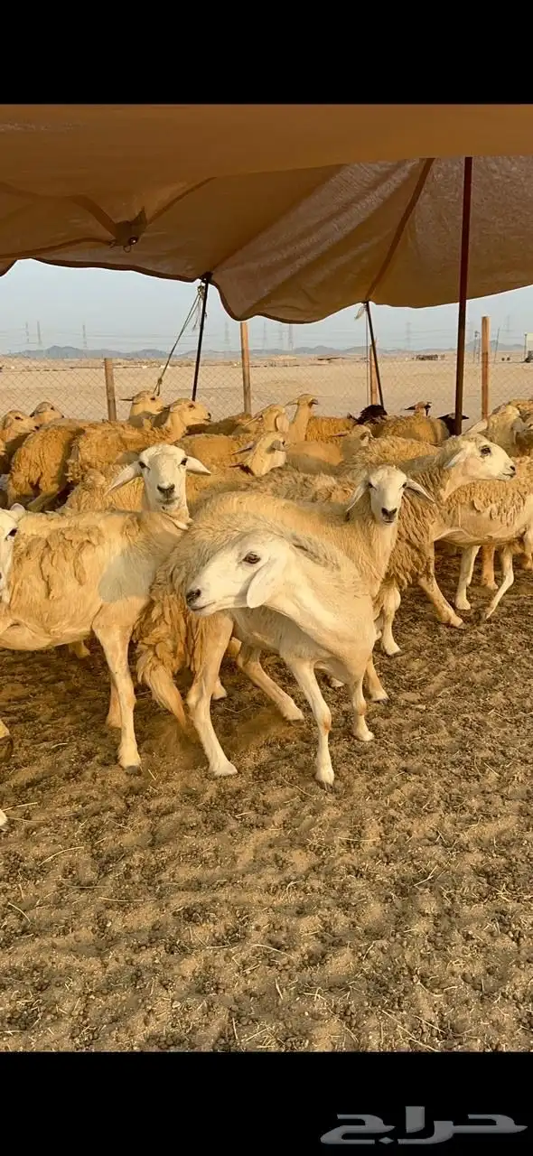 غنم حرية رخال صنف جروم حرش عددها 41بلفحل 3