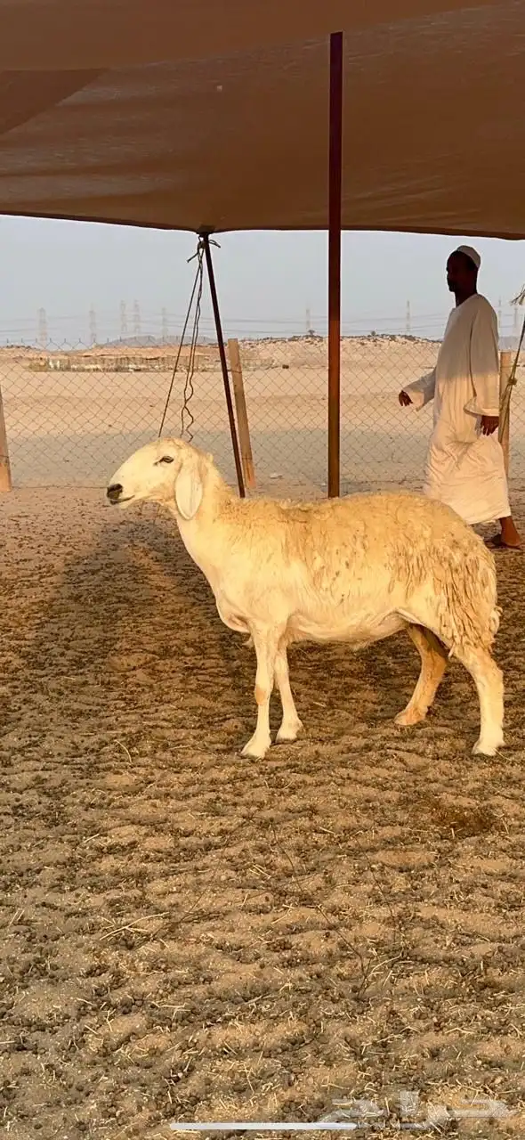 غنم حرية رخال صنف جروم حرش عددها 41بلفحل 7
