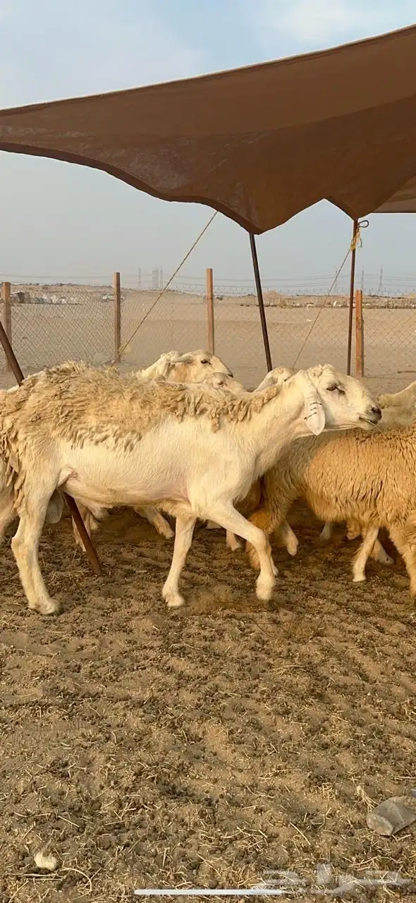 غنم حرية رخال صنف جروم حرش عددها 41بلفحل 16
