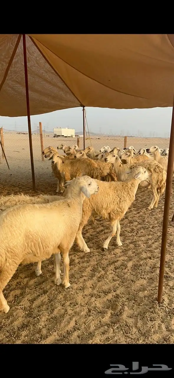 غنم حرية رخال صنف جروم حرش عددها 41بلفحل 8