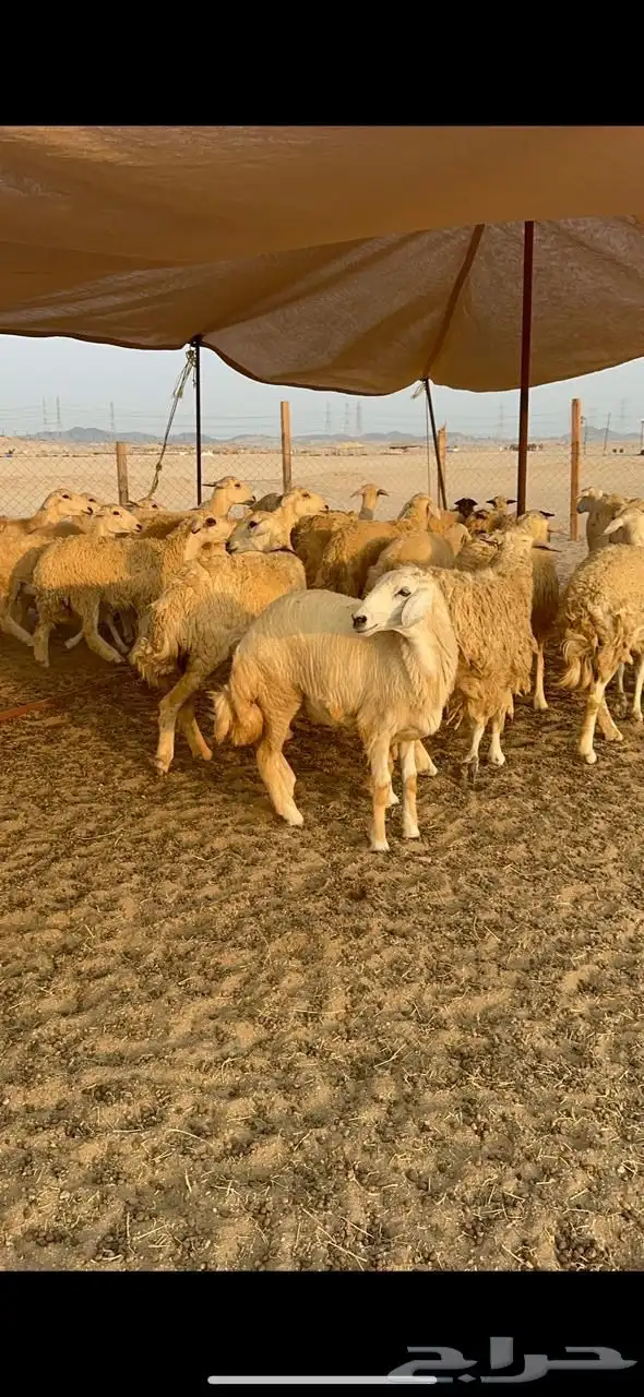 غنم حرية رخال صنف جروم حرش عددها 41بلفحل 2