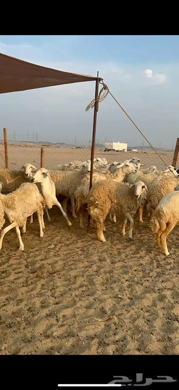 غنم حرية رخال صنف جروم حرش عددها 41بلفحل 5