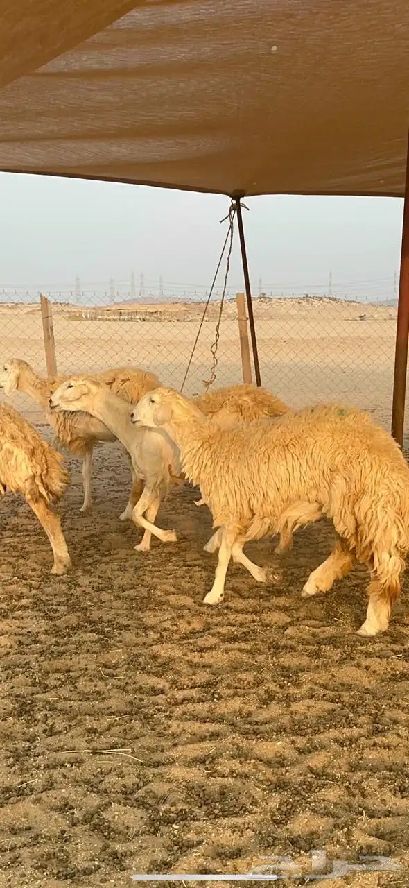 غنم حرية رخال صنف جروم حرش عددها 41بلفحل 11