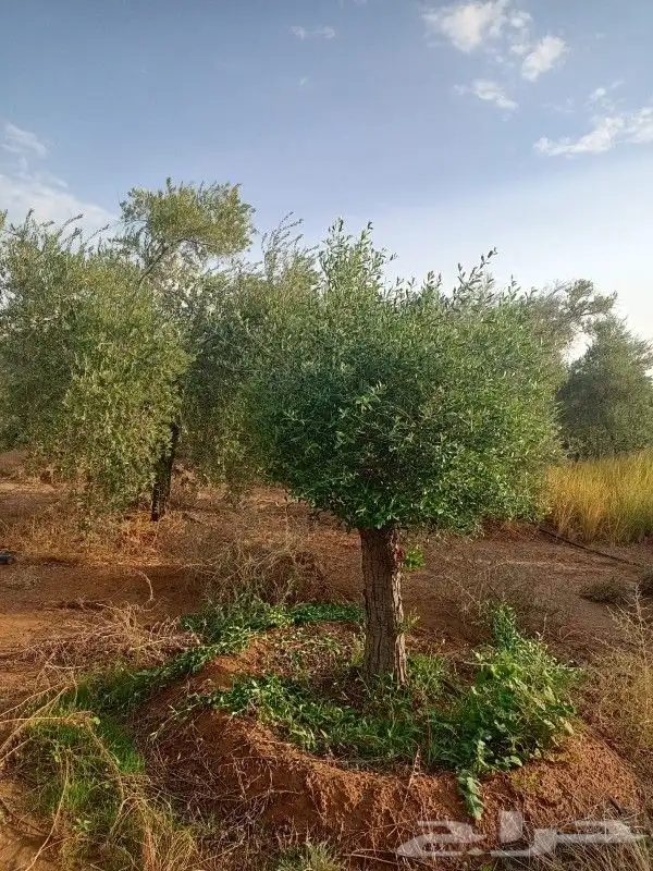 نخل عربي وواشنطونيا واشجار زيتون وسرو 7