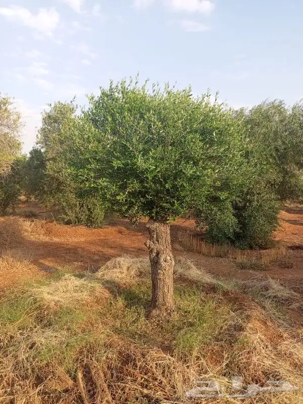 نخل عربي وواشنطونيا واشجار زيتون وسرو 9