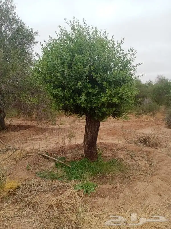 نخل عربي وواشنطونيا واشجار زيتون وسرو 2