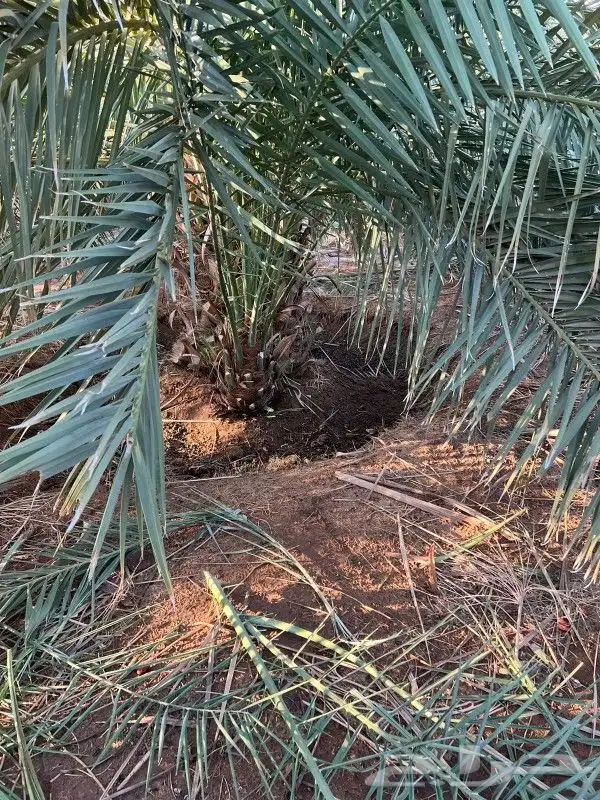 فسائل ونقايل صقعي مجدول 5