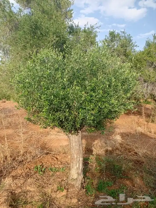 نخل عربي وواشنطونيا واشجار زيتون وسرو 11