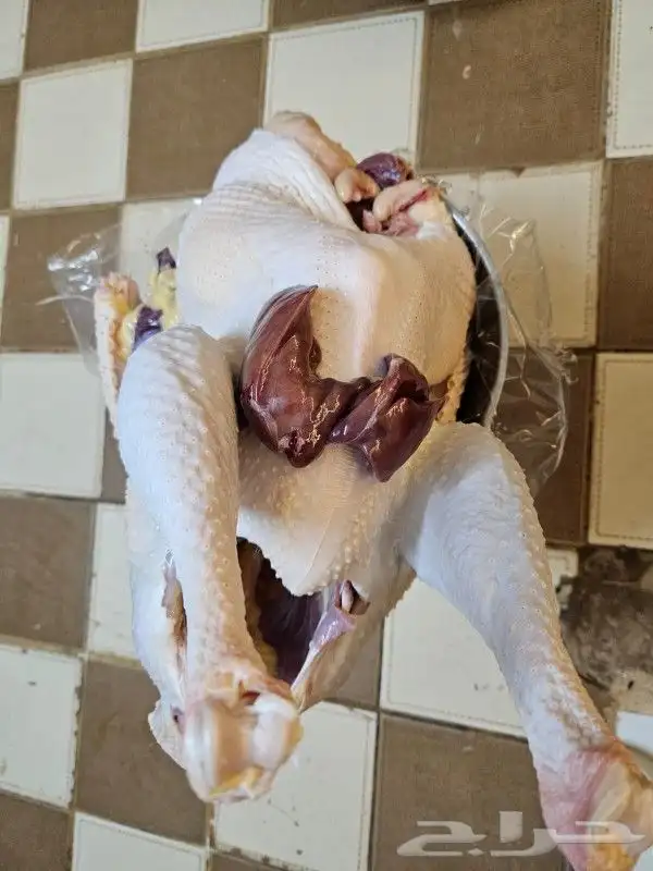 ديك رومي ذبح طازج مع التوصيل 2