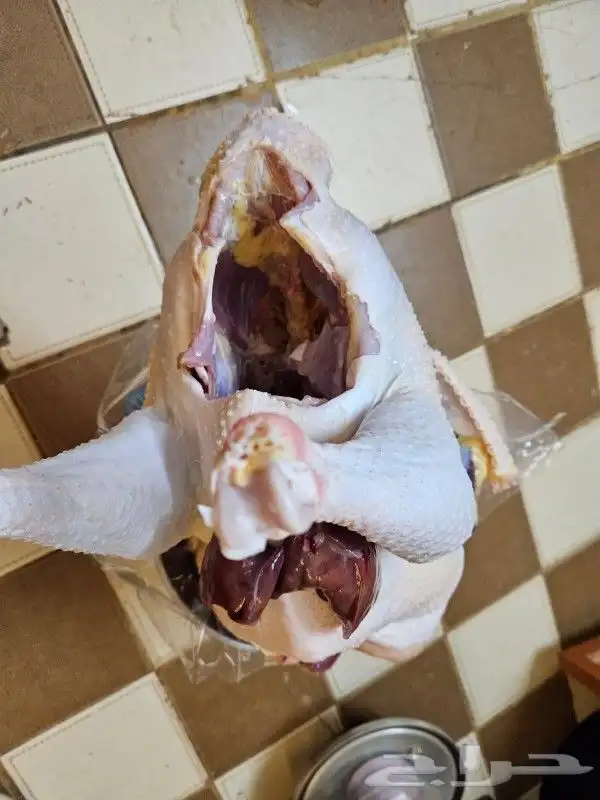 ديك رومي ذبح طازج مع التوصيل 7