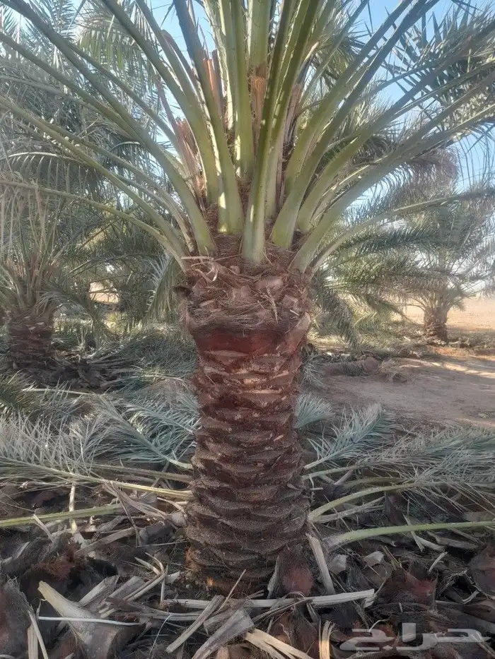 نعمل في مجال النخل من تكريب وقلع وغرس وصيانه عامه 0