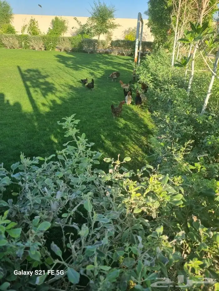 زراعة خضروات وتنسيق حدائق ونخيل وأشجار بأنواعها 6