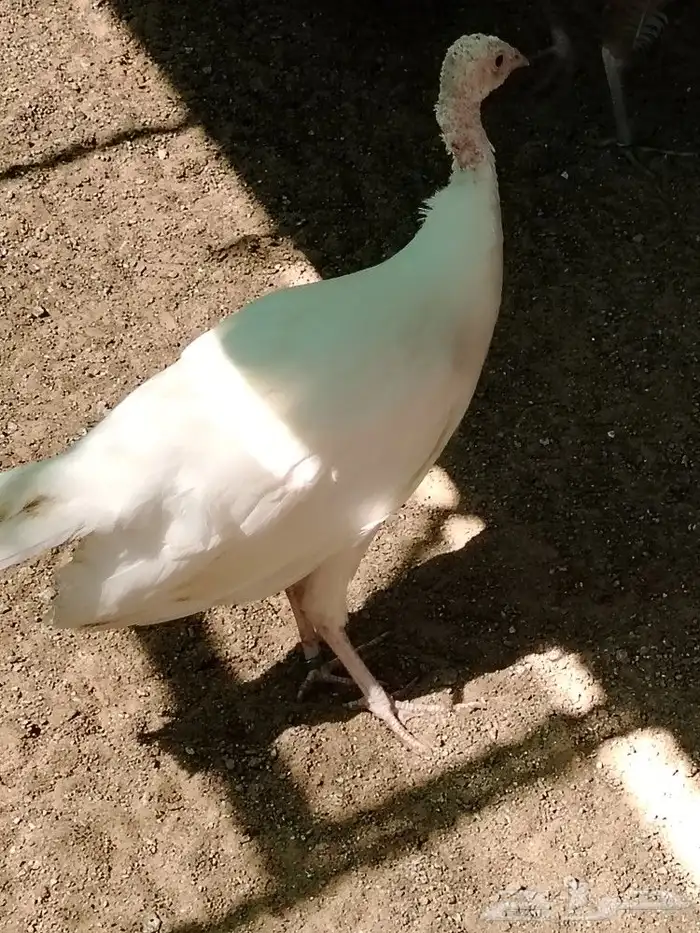 طواويس بيض 2