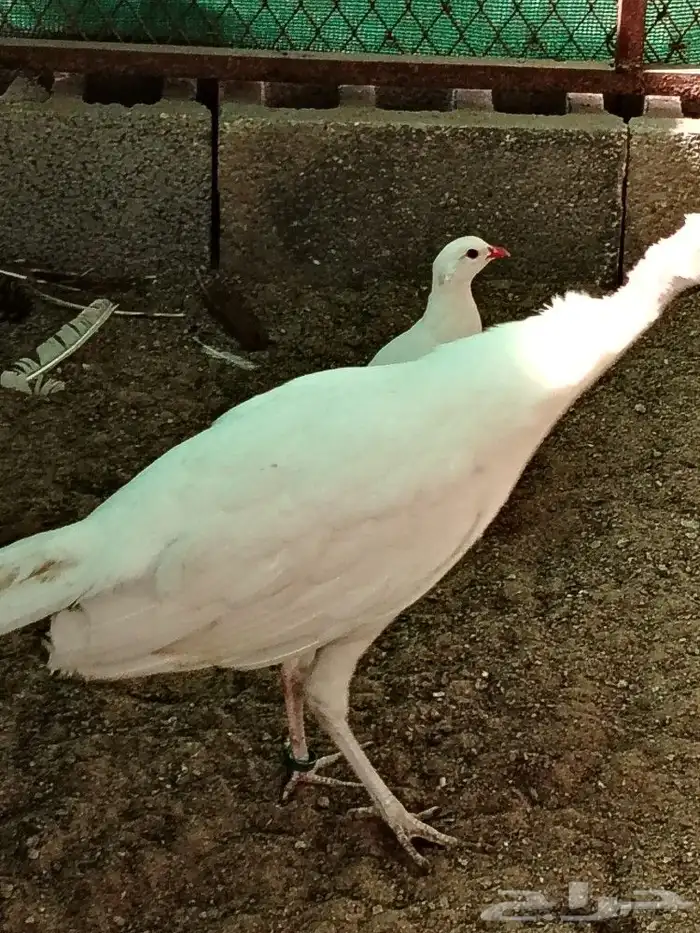 طواويس بيض 0