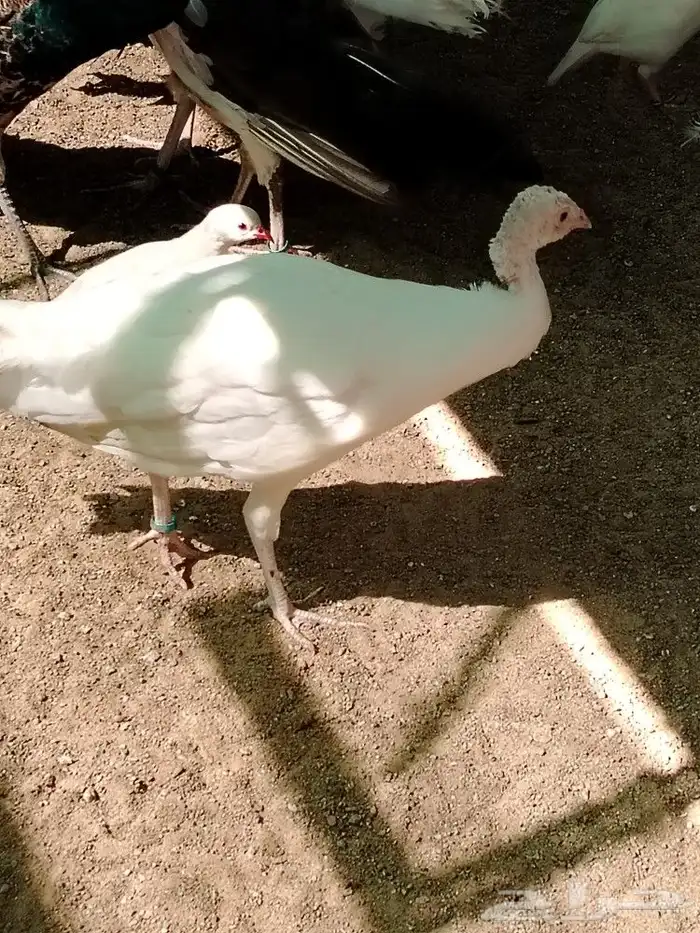 طواويس بيض 1