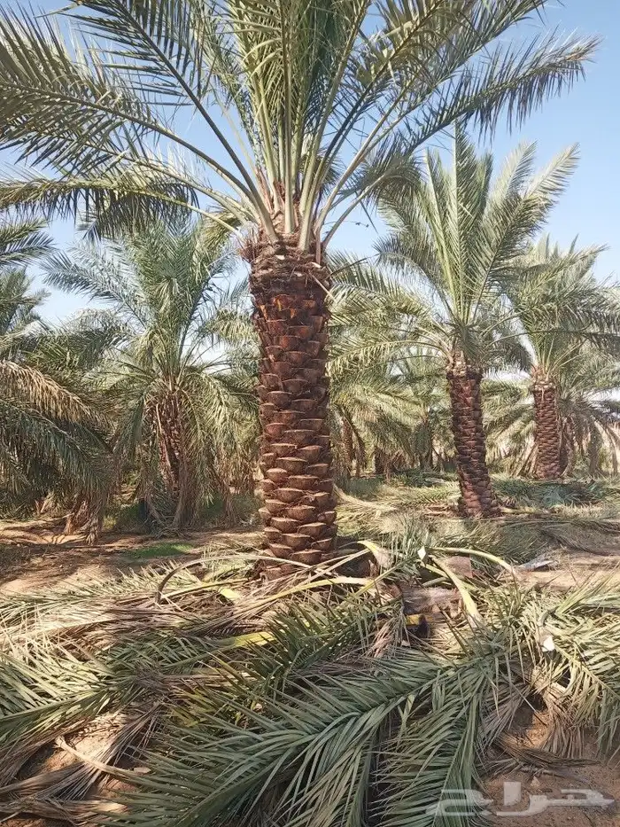 نخل للبيع توريد وزراعه نخل مثمر 3