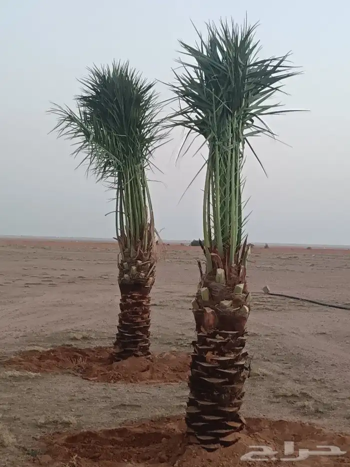 نخل للبيع توريد وزراعه نخل مثمر 0