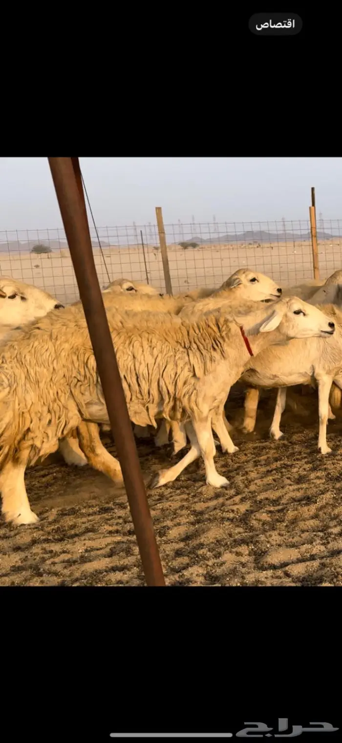 غنم حريات صنف ضغط عالي (تم البيع) 13