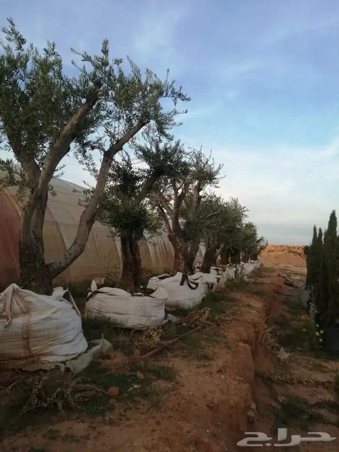 نخل عربي وواشنطونيا واشجار زيتون وسرو 14
