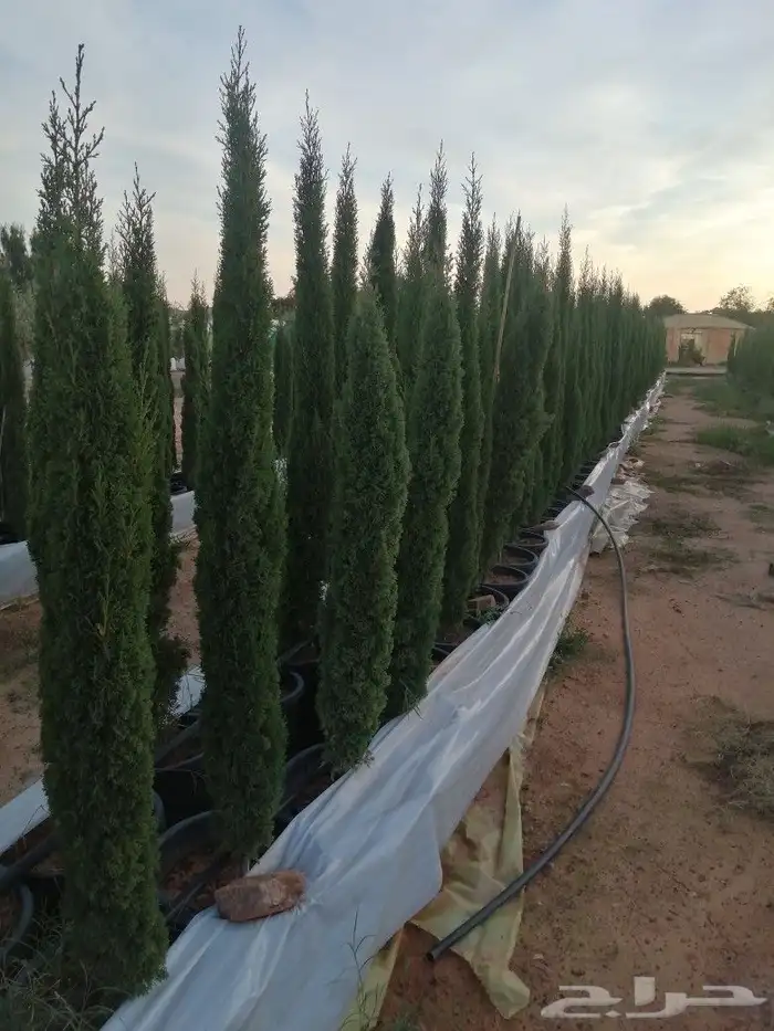نخل عربي وواشنطونيا واشجار زيتون وسرو 5