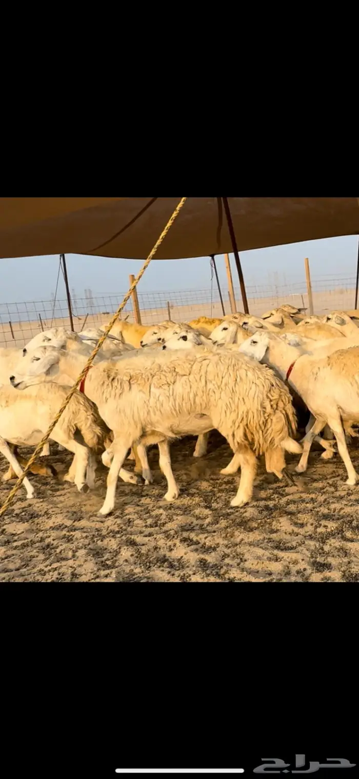 غنم حريات صنف ضغط عالي (تم البيع) 14