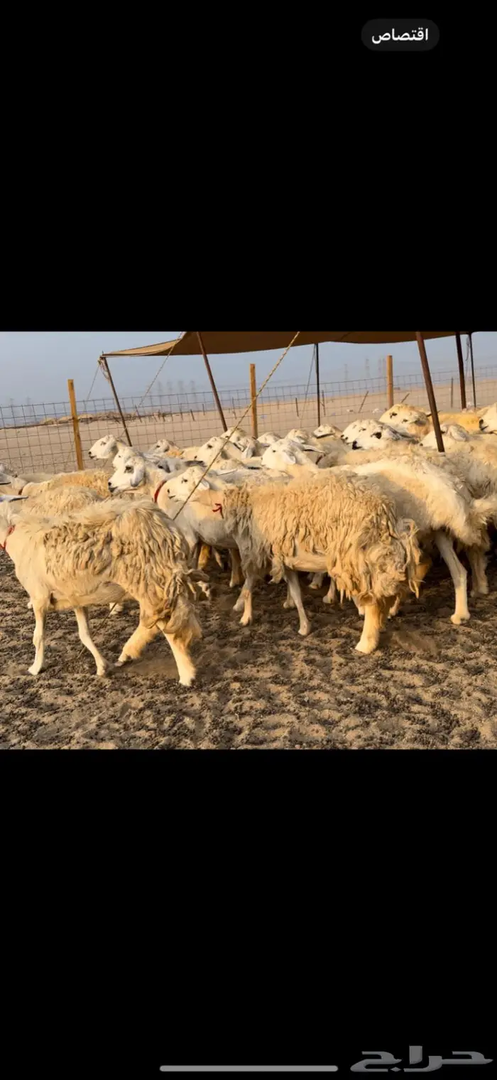 غنم حريات صنف ضغط عالي (تم البيع) 2
