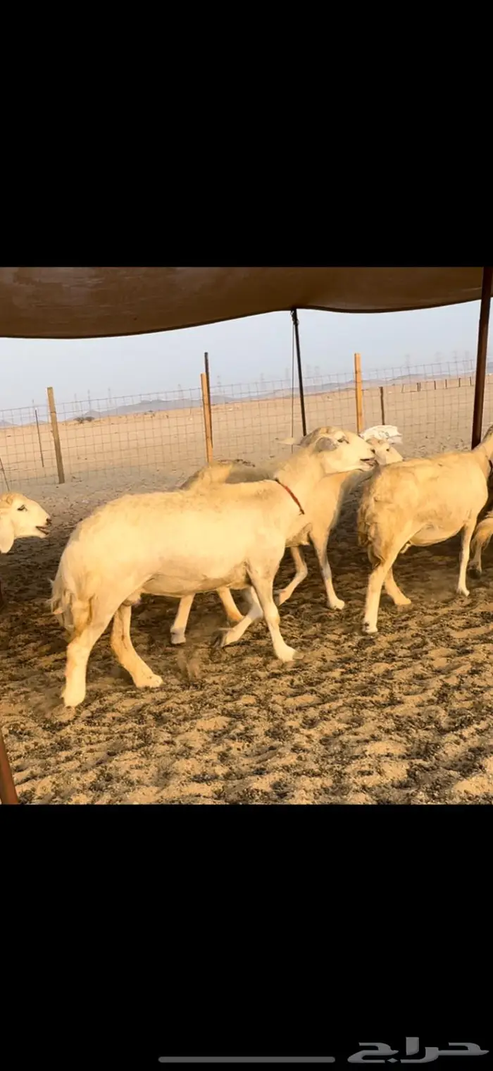 غنم حريات صنف ضغط عالي (تم البيع) 4