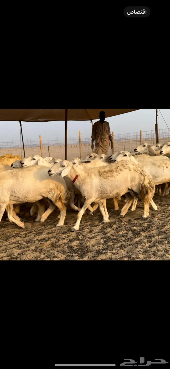 غنم حريات صنف ضغط عالي (تم البيع) 9