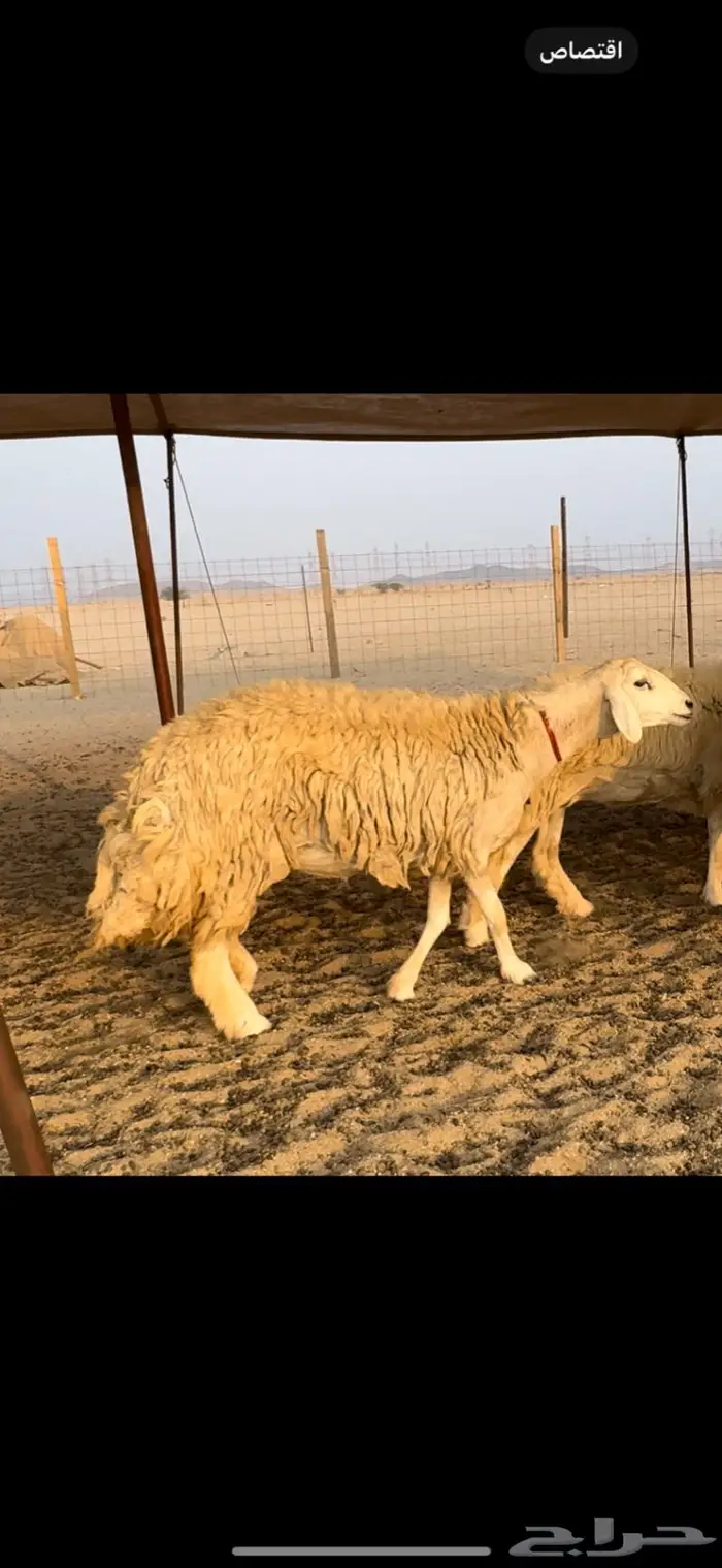 غنم حريات صنف ضغط عالي (تم البيع) 0