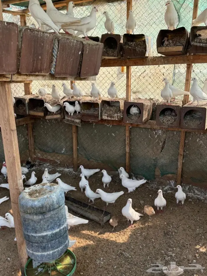 حمام فرنسي انباع 1