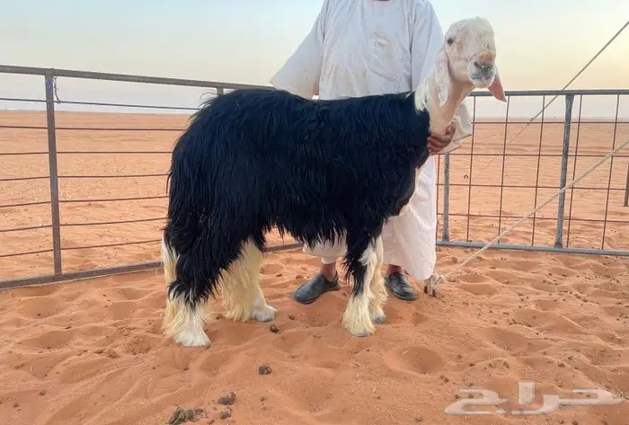 فحل جذع نجدي ينسف (تم البيع) 1