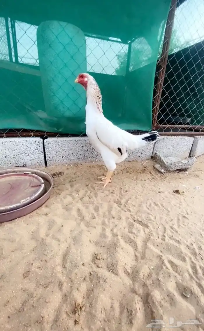 شامو ياباني 0