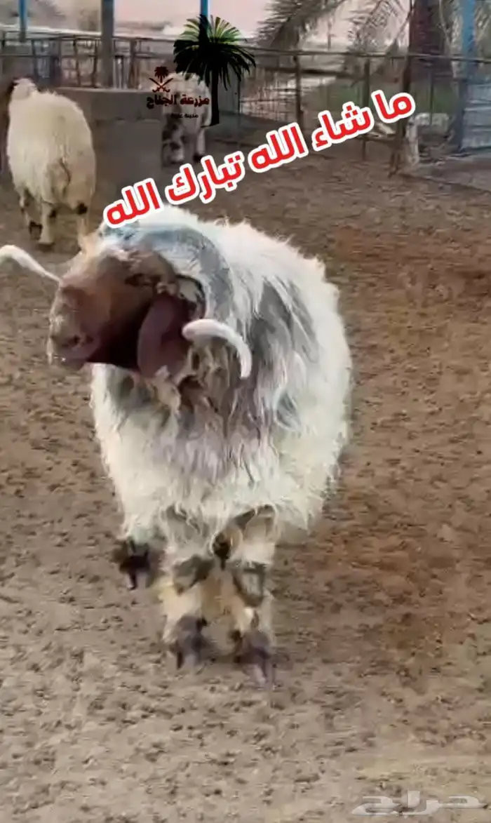 فحل نعيمي خصم 0