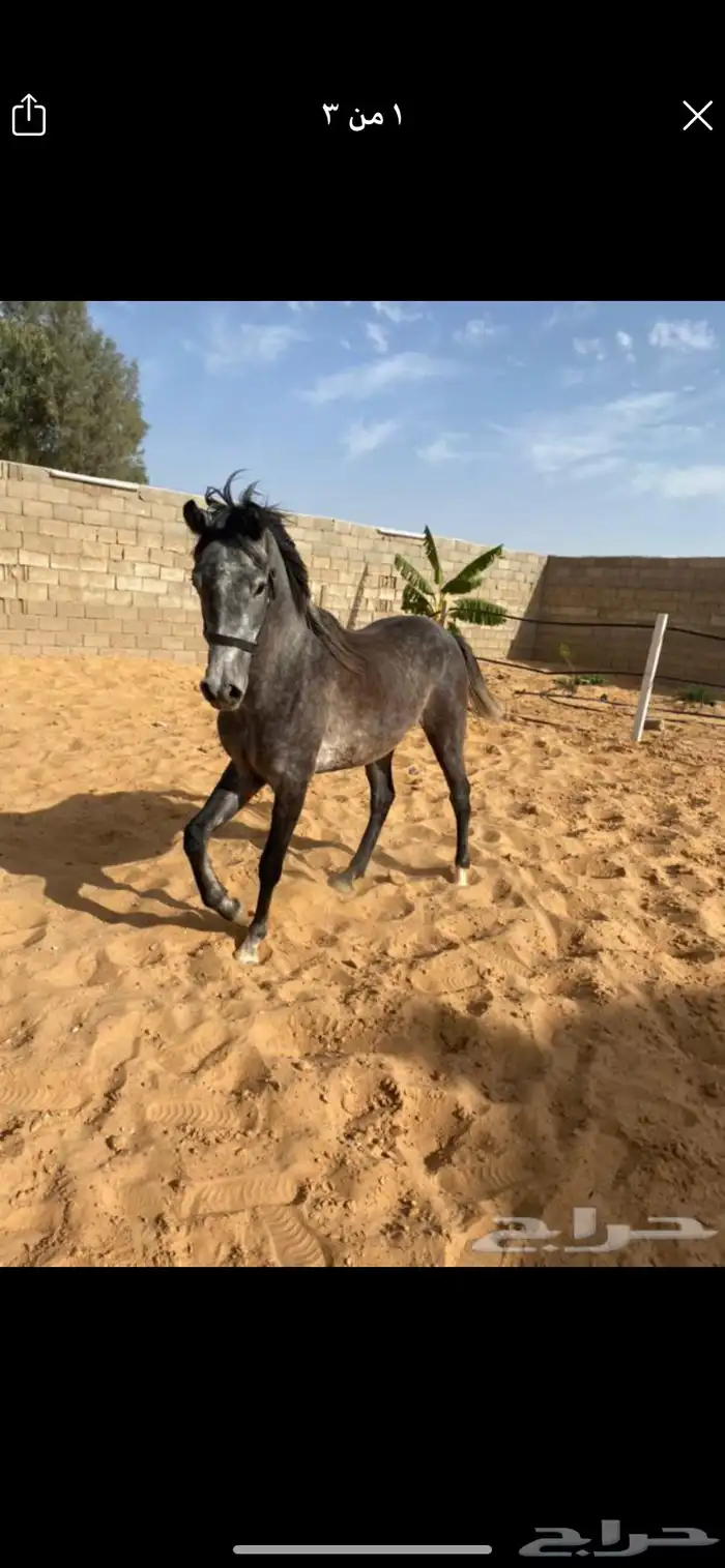 عسف وتطبيع وتدريب للخيل 6