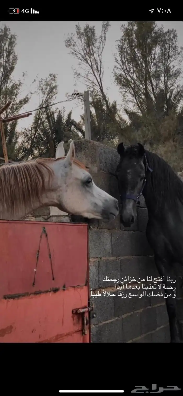 عسف وتطبيع وتدريب للخيل 5