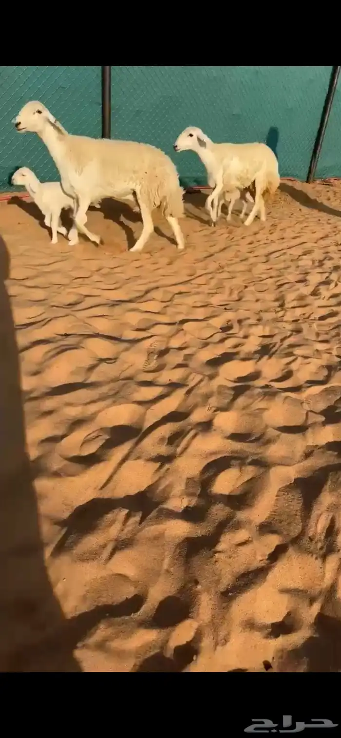 حريات حرش صنف الصنف(( تم البيع )) 0
